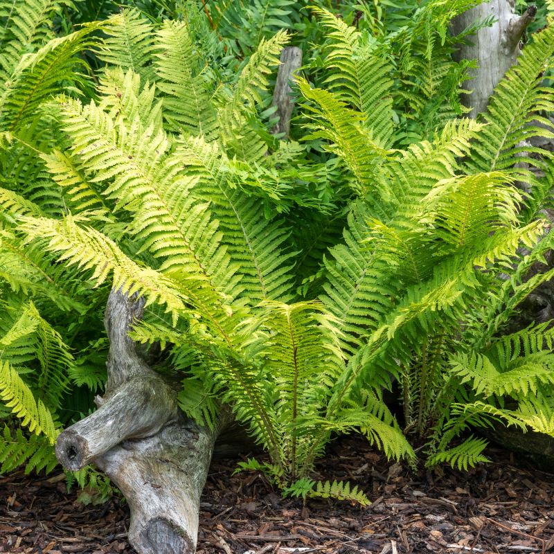 Blechnum Tabulare Fern Hero