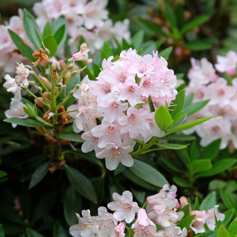Rhododendron "Bloombux Pink" - 5L Pot Close