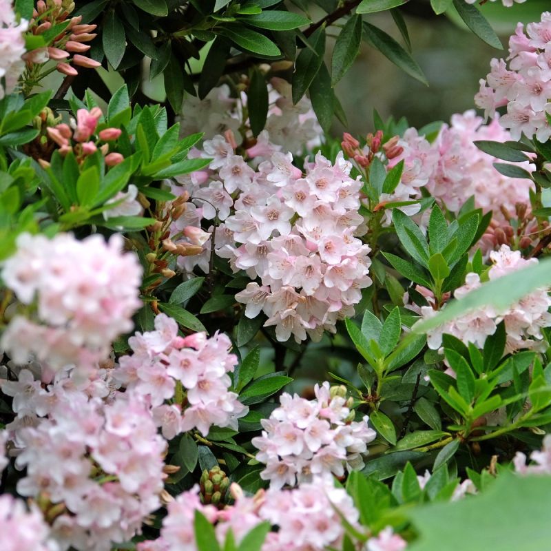Rhododendron "Bloombux Pink" - 2L Pot Close
