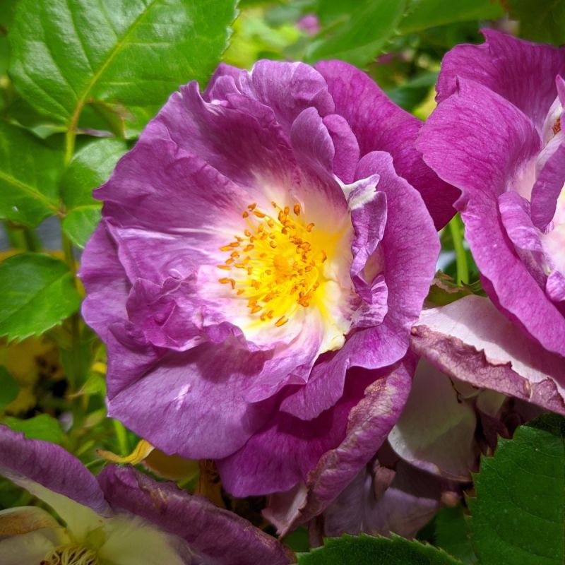 Bush Rose Blue For You 3L Pot hero