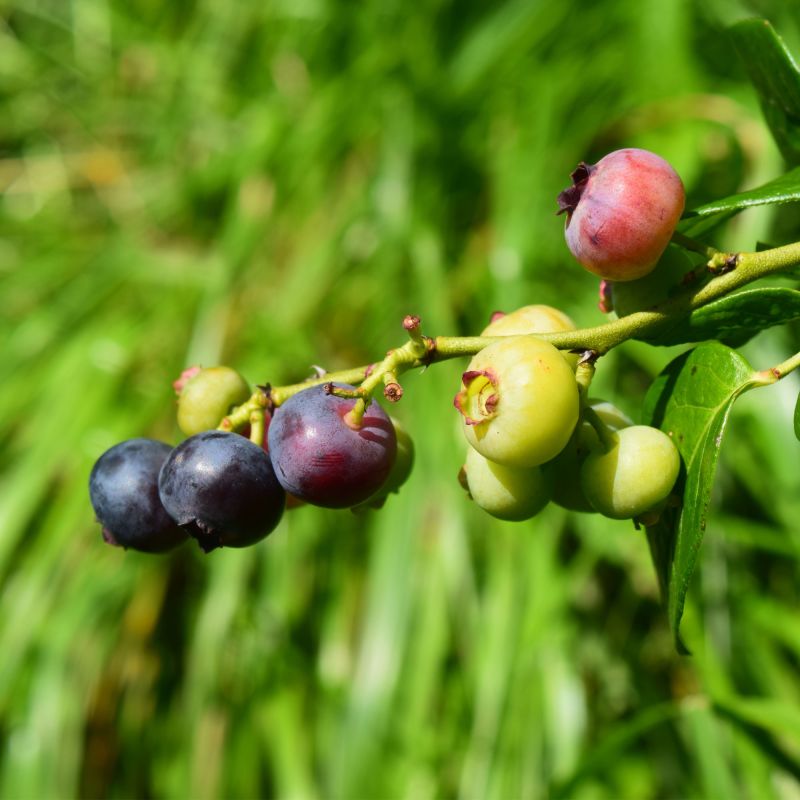 Blueberry Bluejay Fruit Hero
