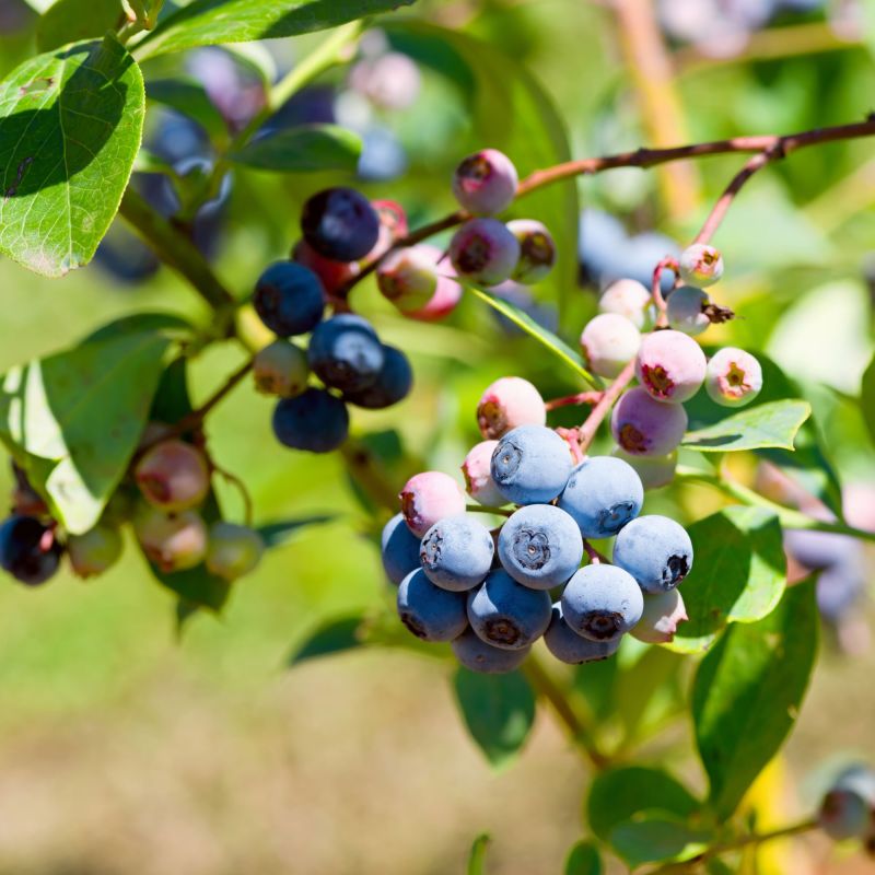 Blueberry Darrow Fruit Hero