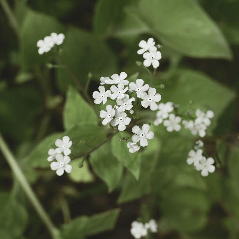 Brunnera macrophylla 'Betty Bowring' - 9cm Pot hero