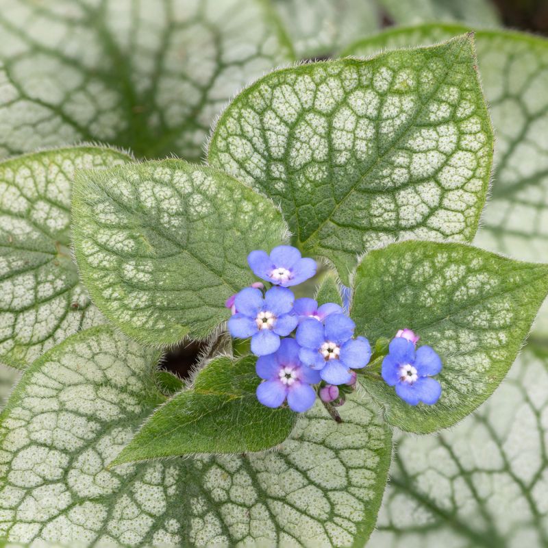 Brunnera Jack Frost Perennial Close