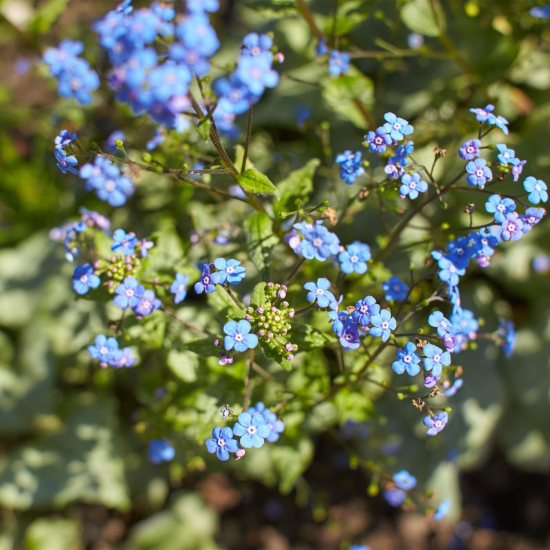 Brunnera Macrophylla Looking Glass Perennial Hero