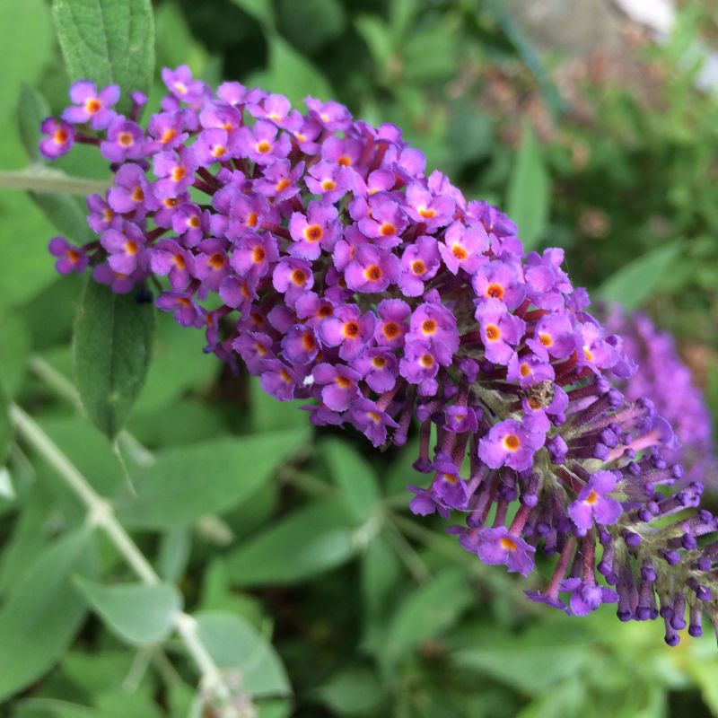 Buddleja Black Knight Shrub Close