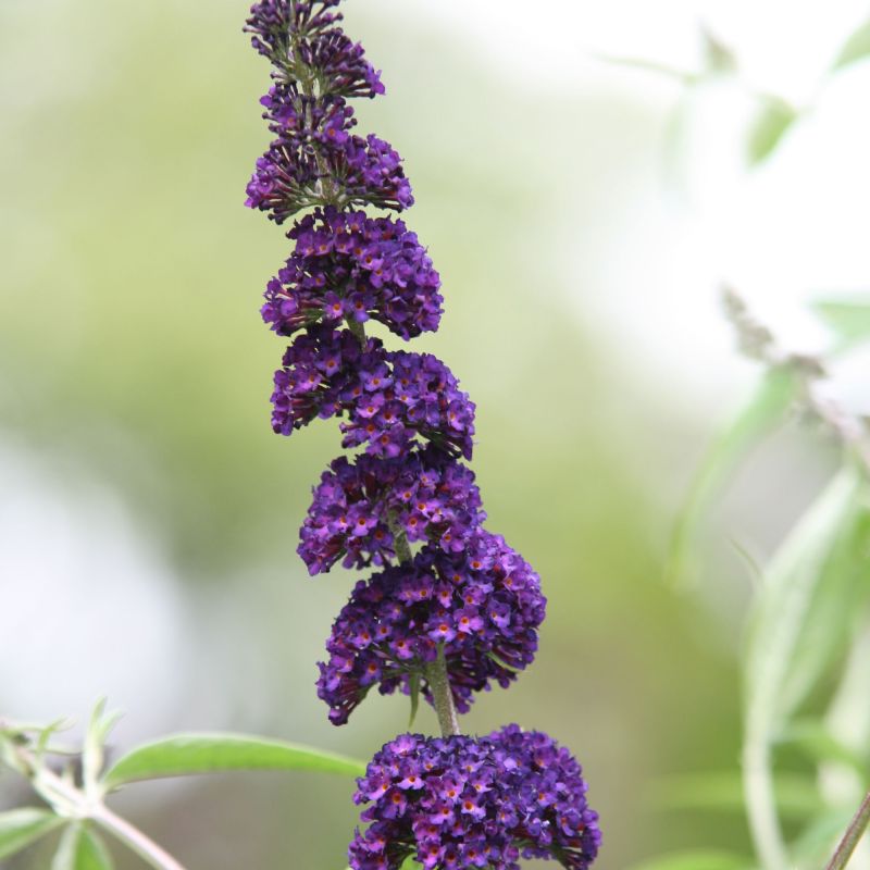 Buddleja Black Knight Shrub Hero