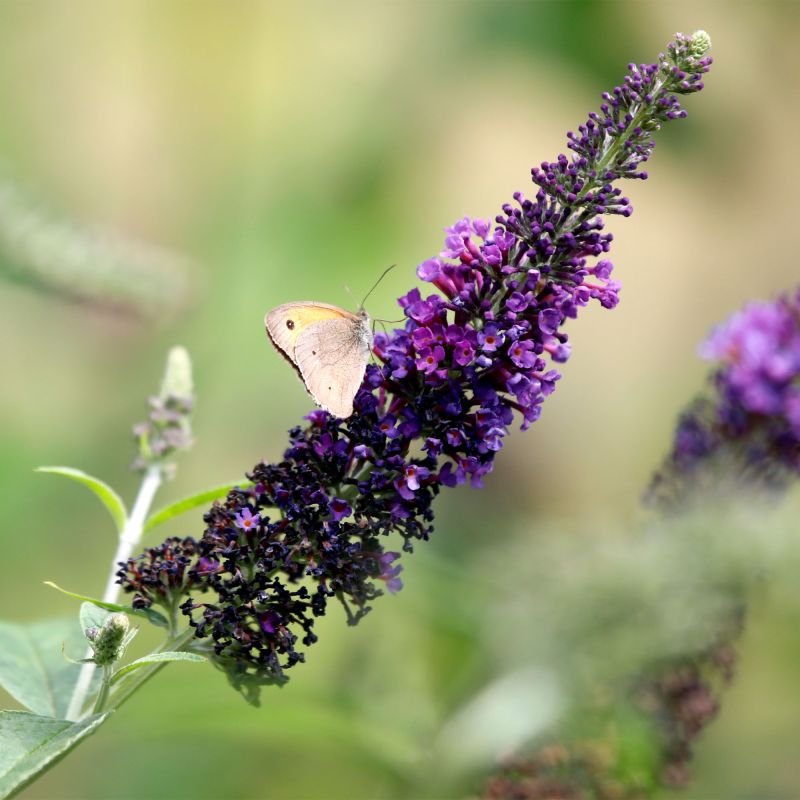 Buddleja Davidii Adonis Blue Shrub Hero