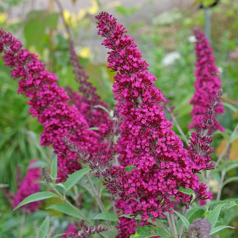 Buddleja Davidii Sugar Plum Shrub Hero