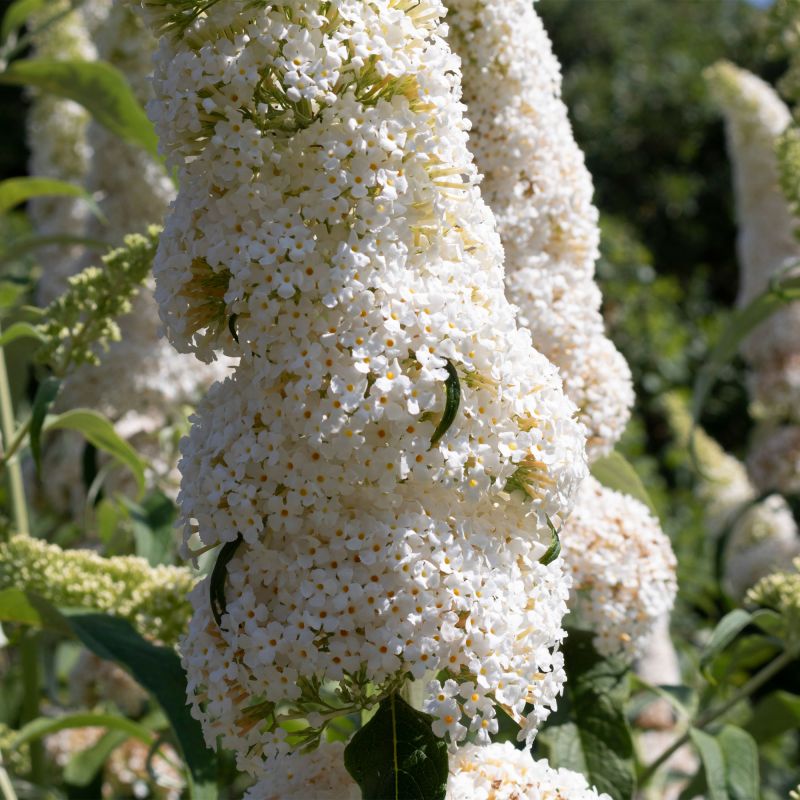 Buddleja Davidii White Profusion Shrub Hero