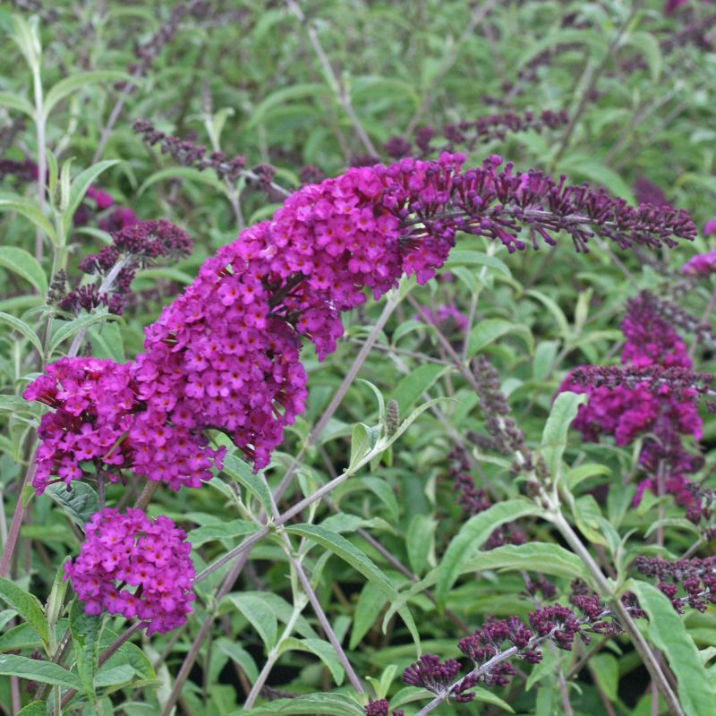 Buddleja Royal Red Shrub Hero