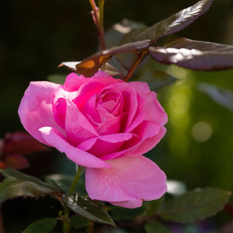 Bush Rose Mum In A Million Roses Hero