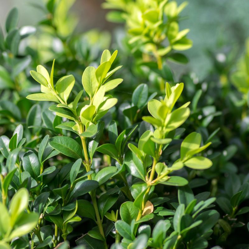 Buxus Sempervirens Bullata Hero Close
