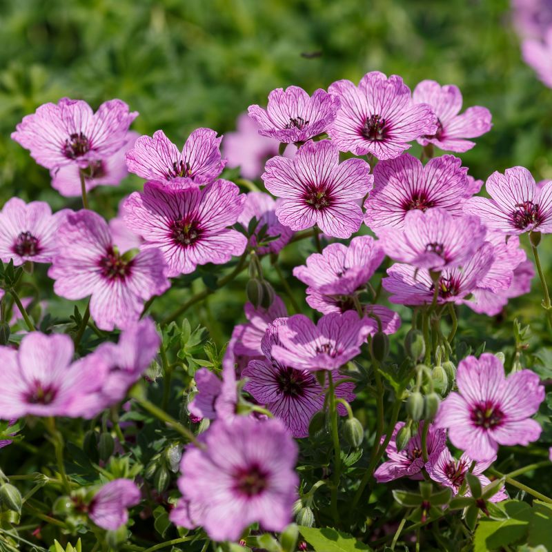 Geranium cin. 'Ballerina'