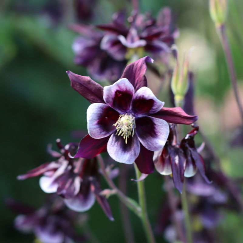 Aquilegia vulgaris 'William Guiness'