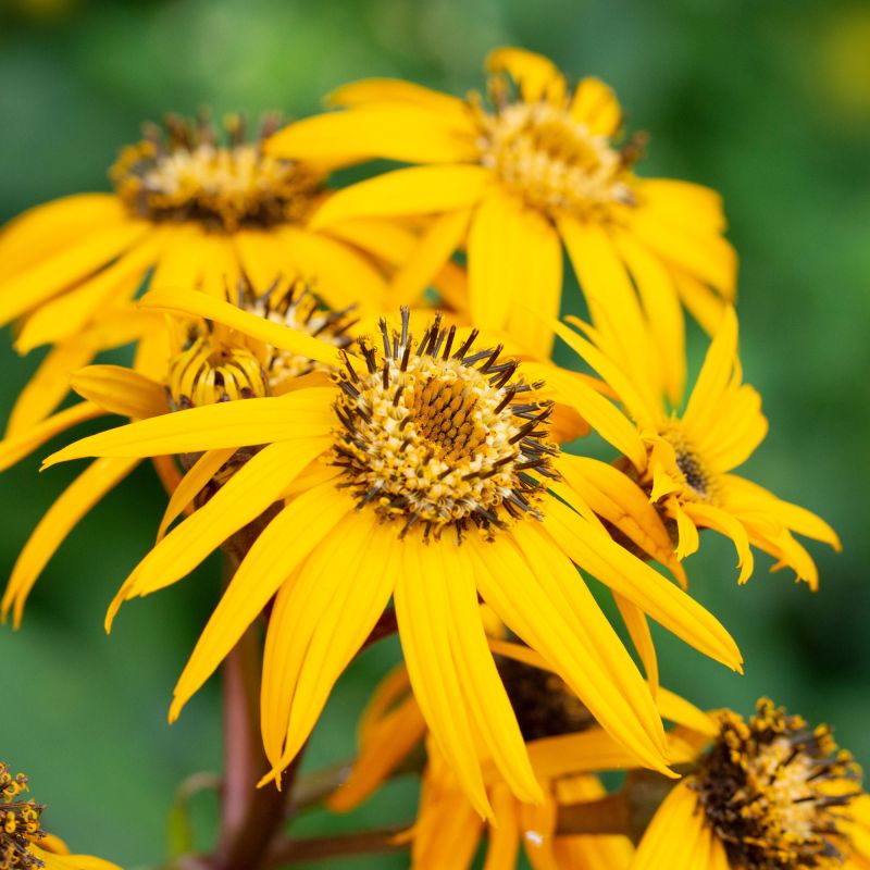 Ligularia dentata 'Pandora'