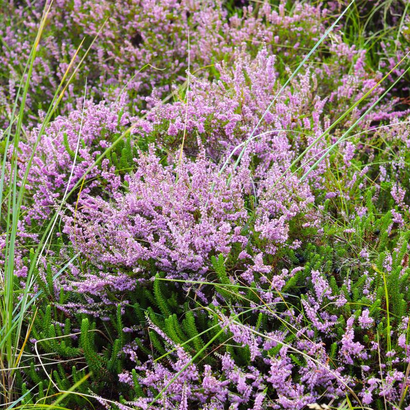 Calluna Vulgaris County Wicklow Shrub Hero