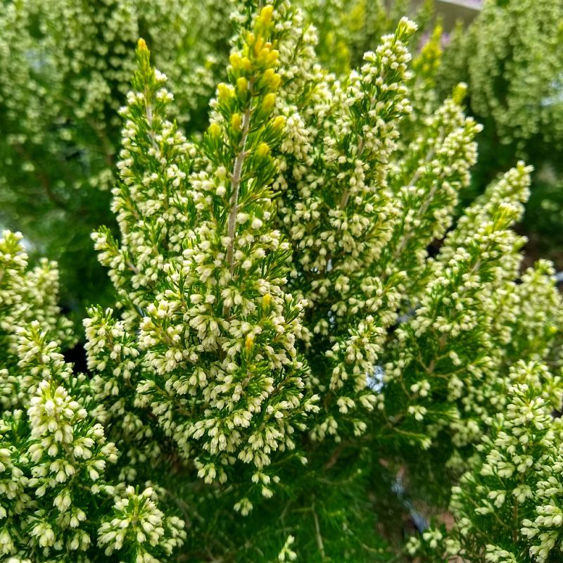 Calluna Vulgaris Gold Haze Shrub Hero