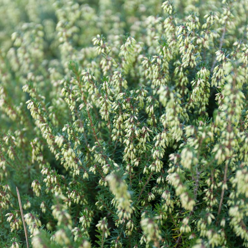 Calluna Vulgaris Hammondii Shrub Hero