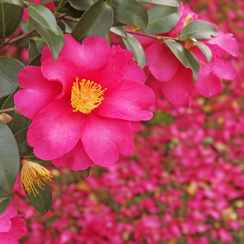 Camellia Japonica Dr King Single Main Image