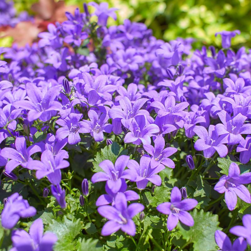 Campanula Portenschlagiana Catharina Perennial Hero