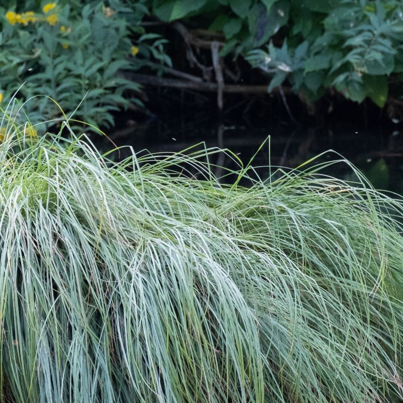 Carex comans 'Mint Curls' 2L Full