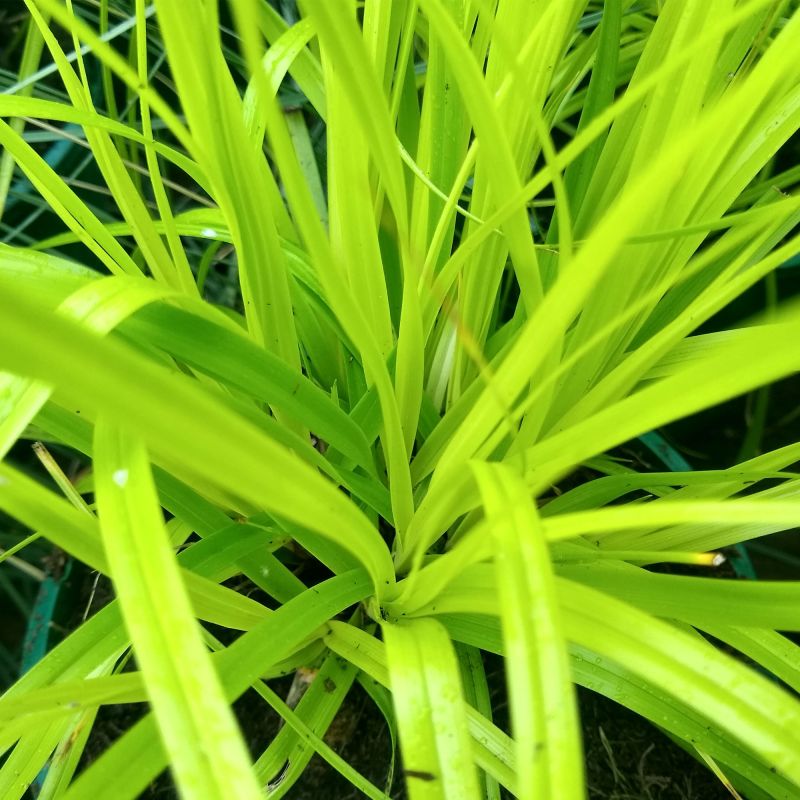 Carex Irish Green Perennial Hero