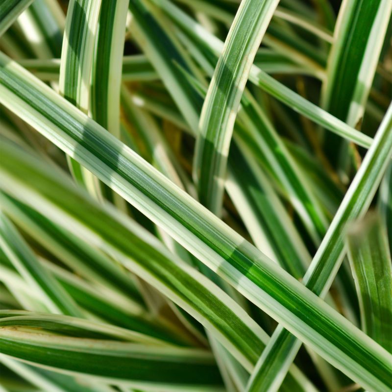 Carex Moonlight Perennial Hero