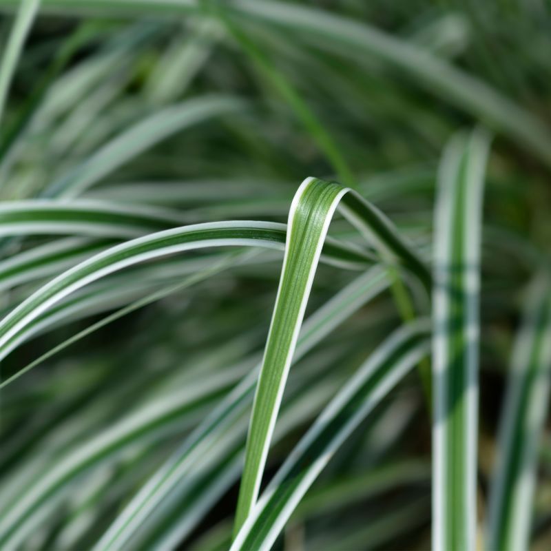 Carex Oshimensis Everest Perennial Close