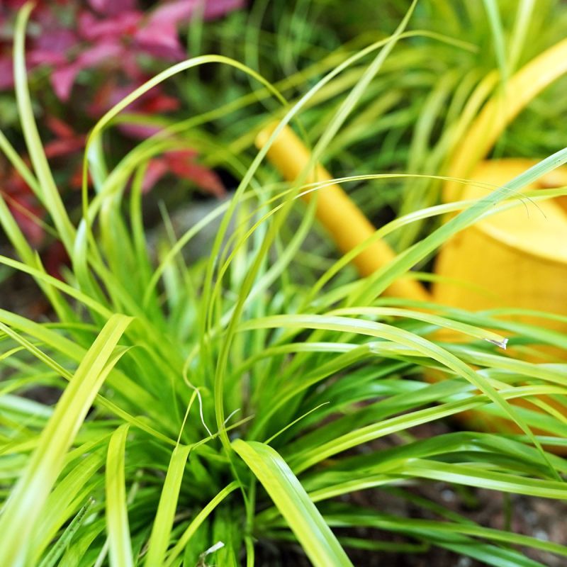 Carex oshimensis Evergreen p9 grass hero