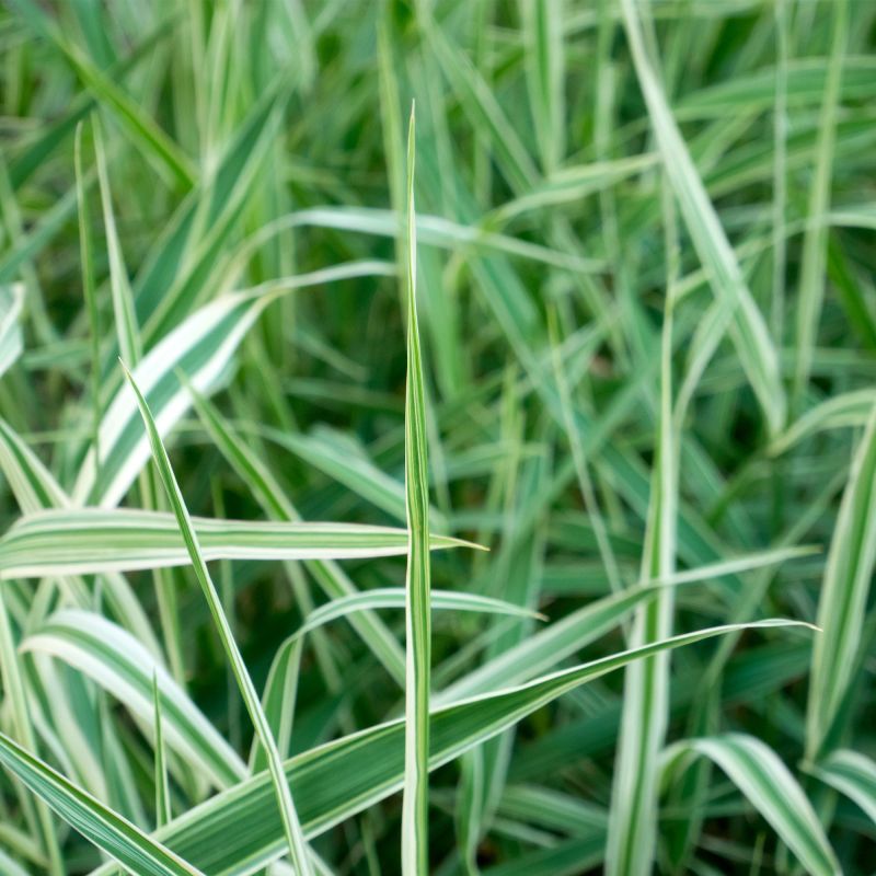 Carex Vanilla Ice Perennial Hero