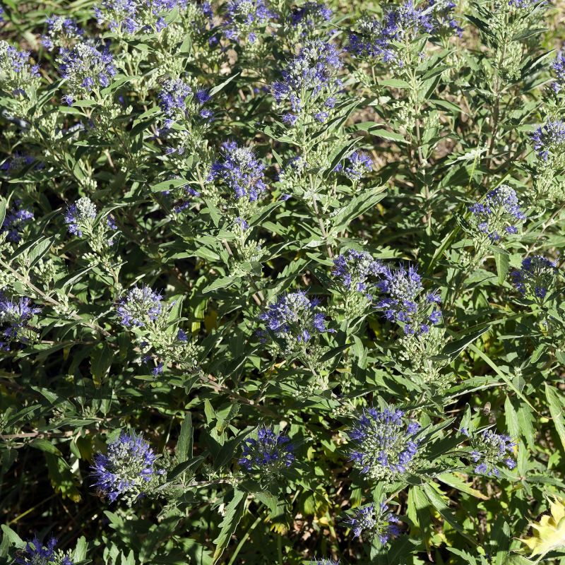 Caryopteris Clandonensis Heavenly Blue Shrub Hero