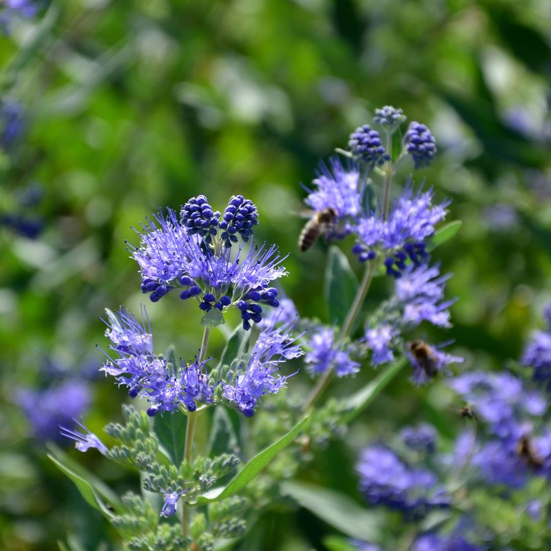 Caryopteris Clandonensis Worcester Gold Hero