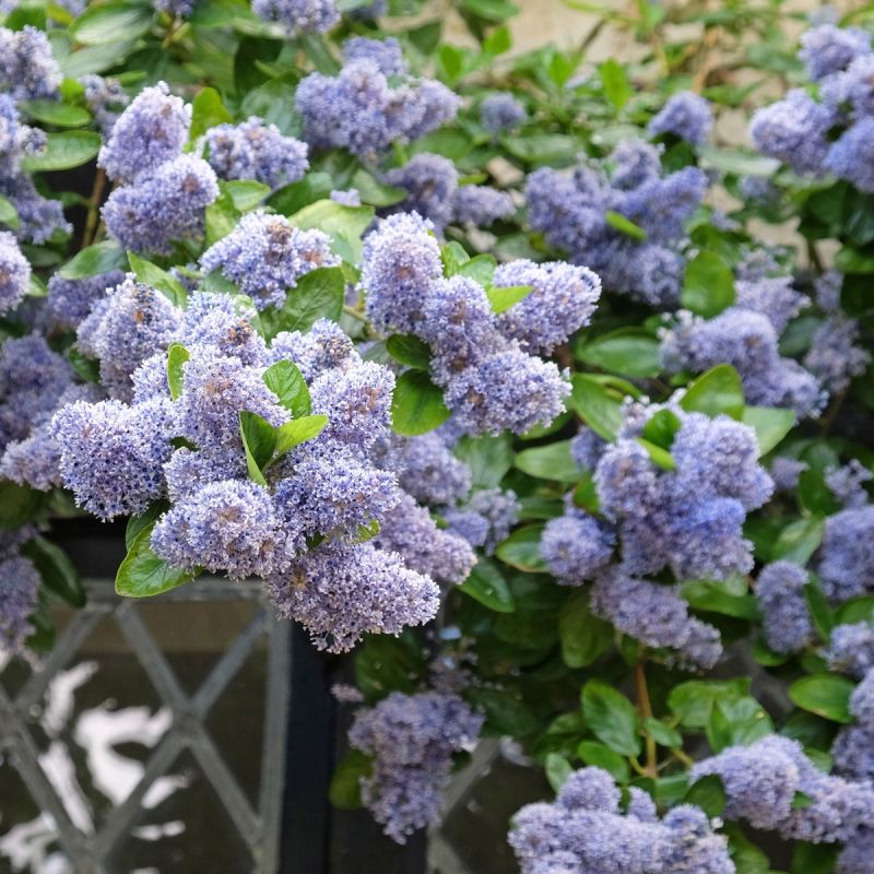 Ceanothus 'A T Johnstone' - 2L Pot group