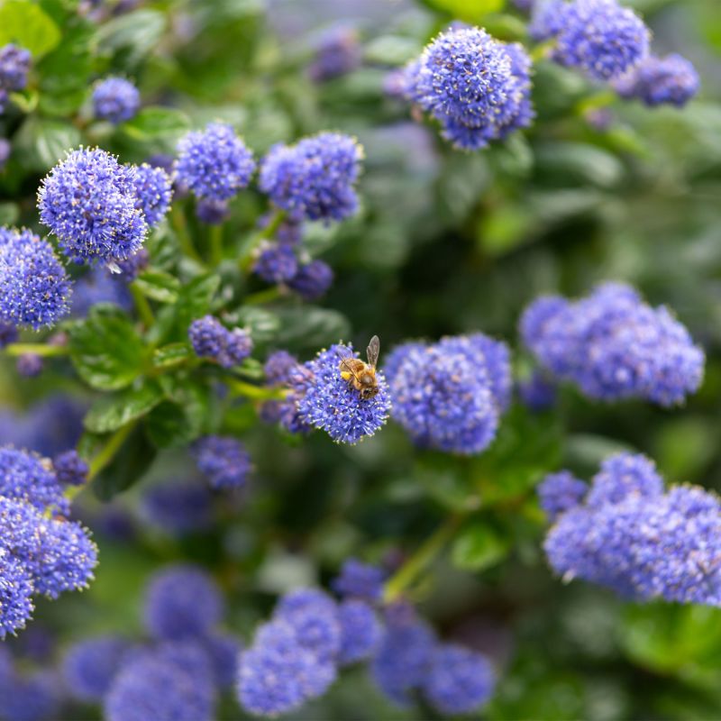 Ceanothus Thyrsiflorus Repens Shrub Hero