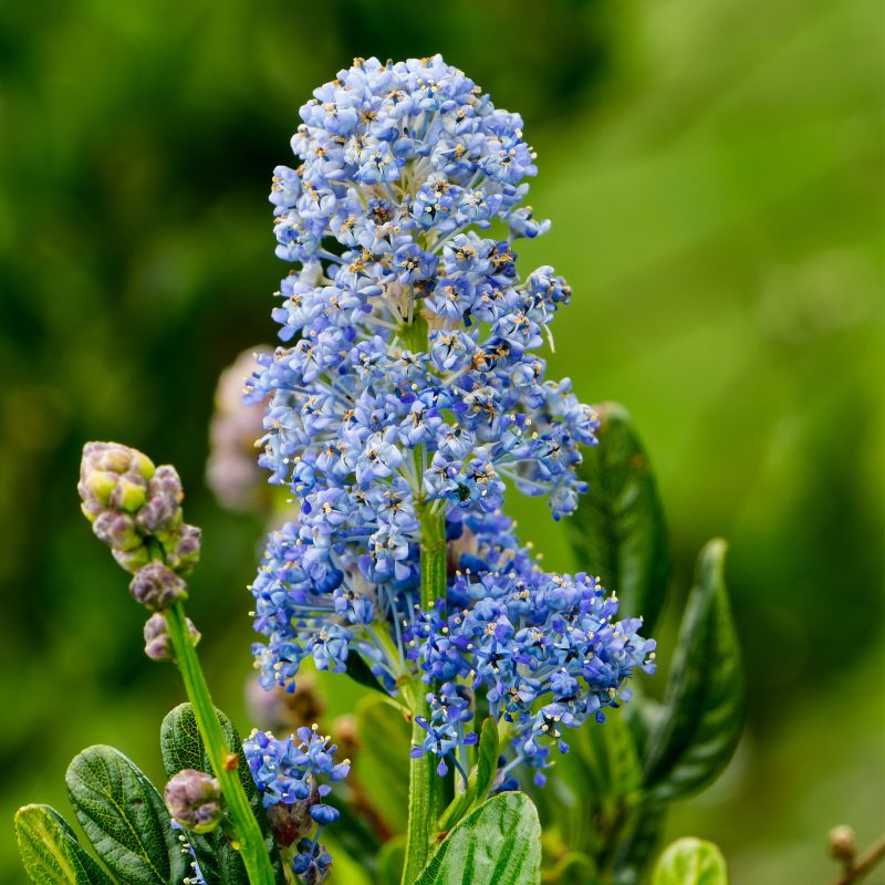 Ceanothus Thyrsiflorus Skylark Shrub Hero