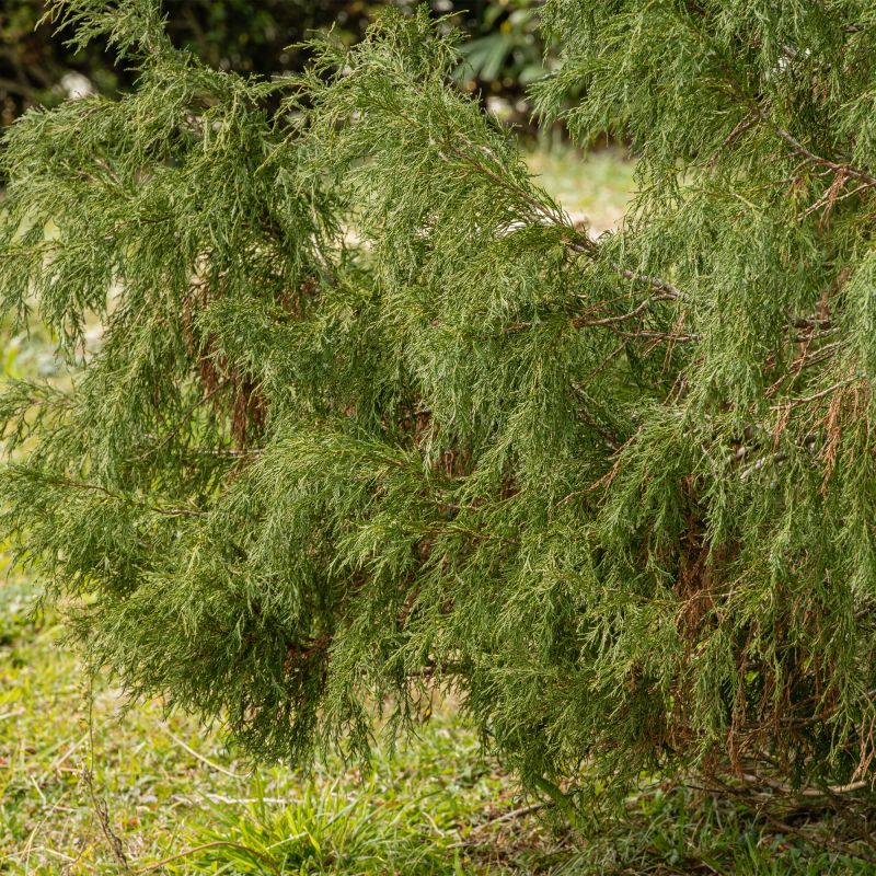 Chamaecyparis Lawsoniana Filifera Nana Shrub Hero
