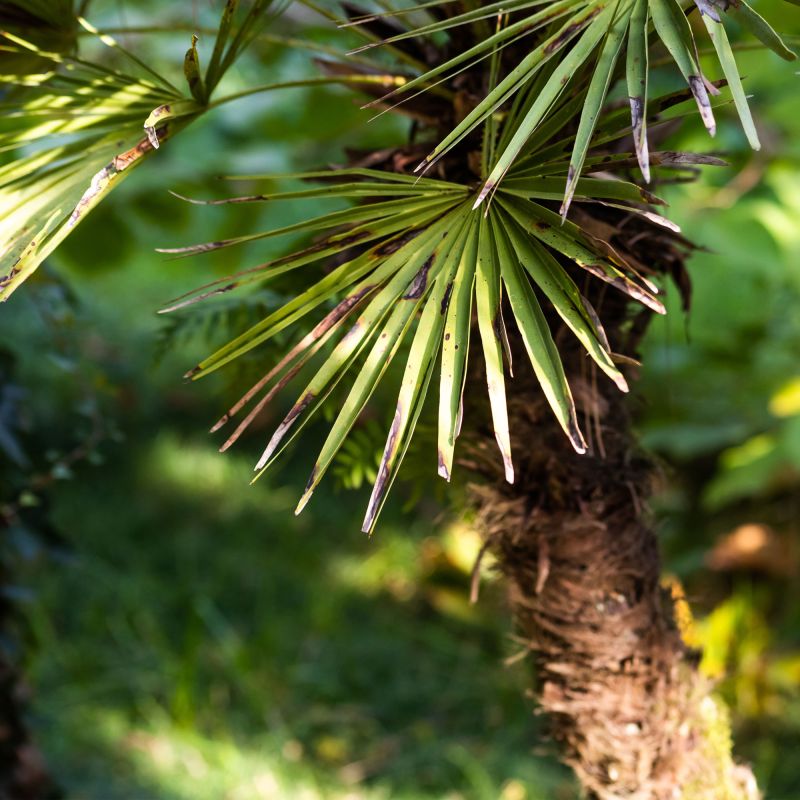 Chamaerops Humilis Shrub Close
