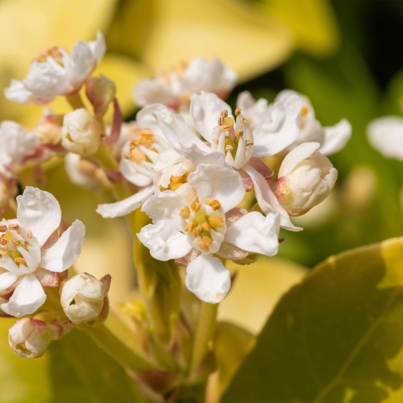 Choisya Ternata Gold Fingers Shrub Hero