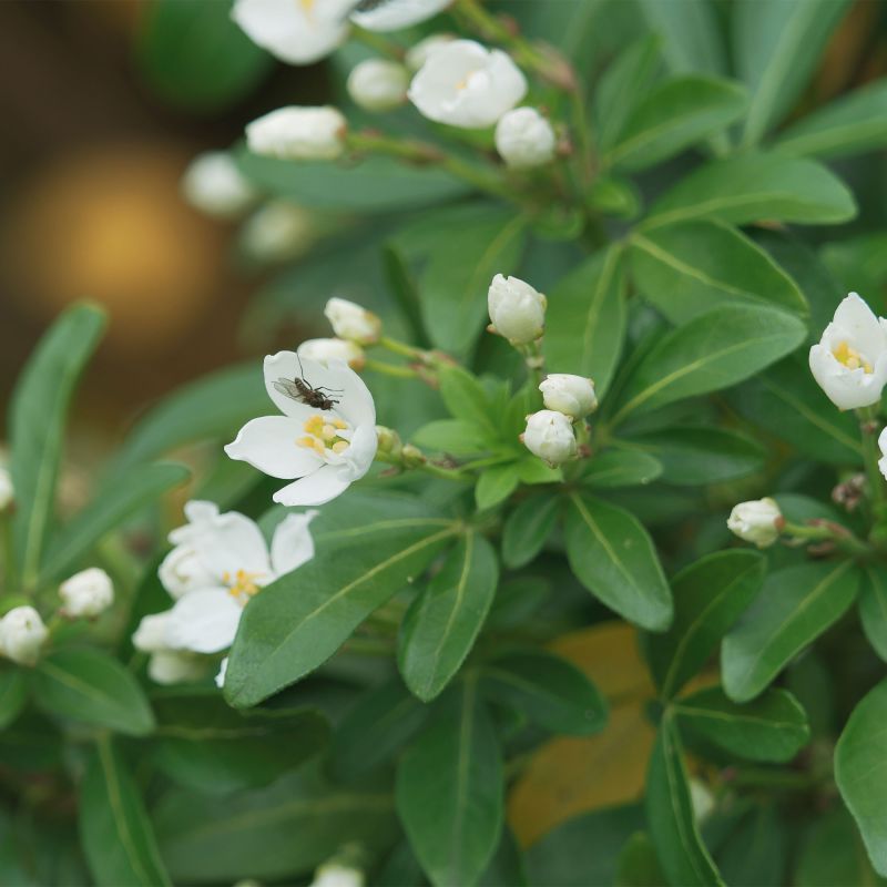Choisya Ternata Green Fingers Shrub Hero