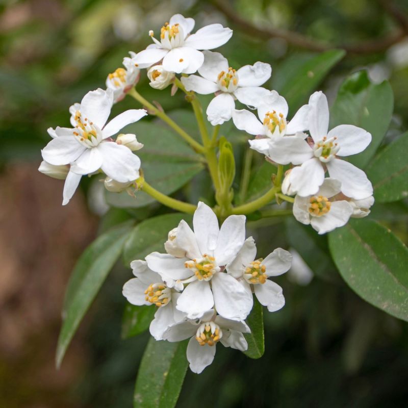 Choisya Ternata 'Scented gem' 30/40 - 5L pot Hero