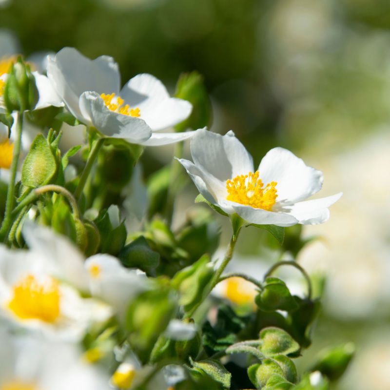 Cistus May Snow Shrub Hero