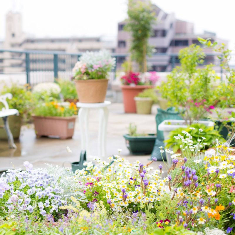 city living garden scheme main