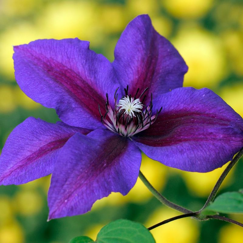 Clematis Mrs N Thompson 3L Pot hero