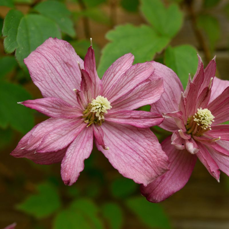 Clematis Broughton Star Climber Hero