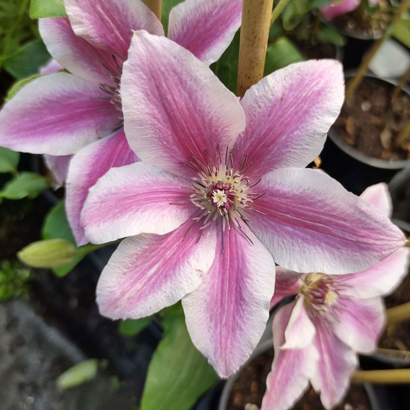 Clematis Carnaby 3L Pot hero