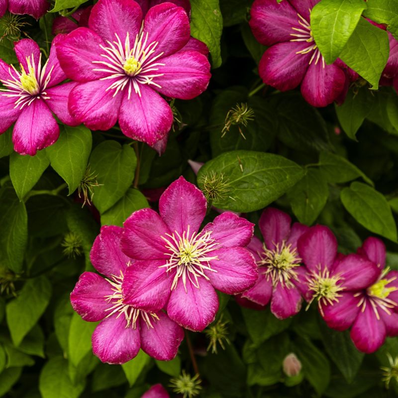 Clematis Ernest Markham 3L Pot hero