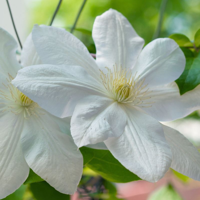 Clematis Ice Blue 3L Pot Hero