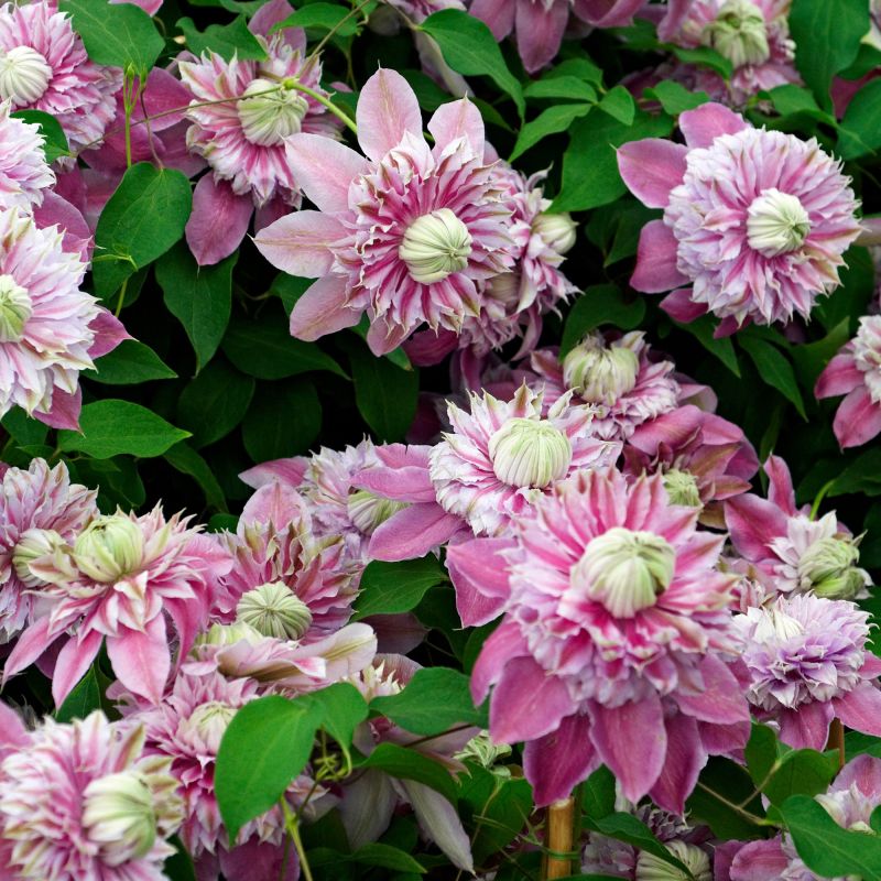 Clematis Josephine Climber Bunch Hero