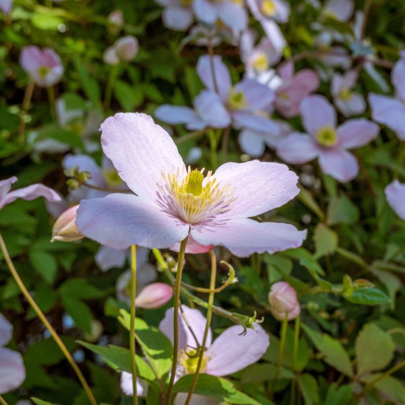 Clematis montana 'Elizabeth' - 3L Pot hero